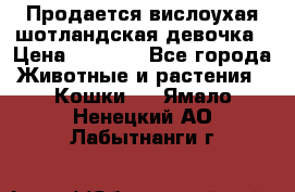 Продается вислоухая шотландская девочка › Цена ­ 8 500 - Все города Животные и растения » Кошки   . Ямало-Ненецкий АО,Лабытнанги г.